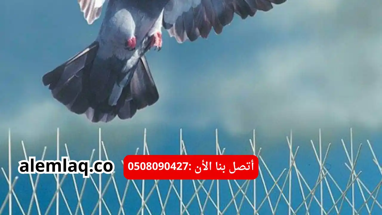 افضل شركة مكافحة الحمام في ابو ظبي