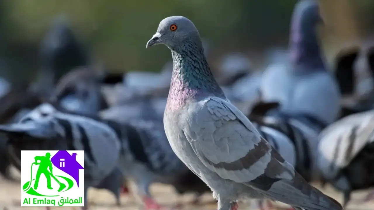 افضل شركة مكافحة الحمام في الفجيرة