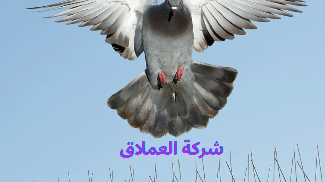 أفضل شركه مكافحه الحمام في الشارقة