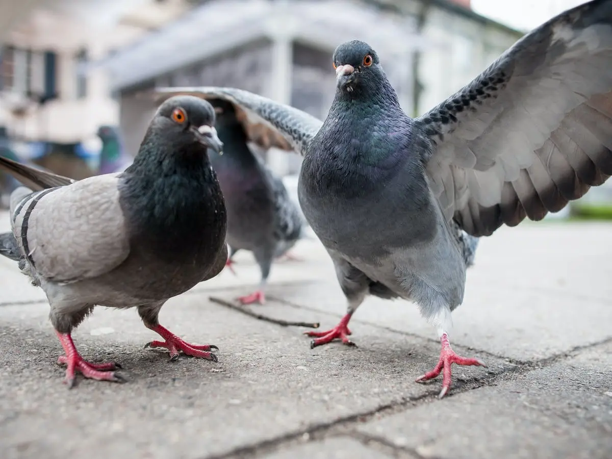 مكافحة الحمام في دبي