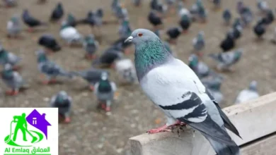 مكافحة الحمام في دبي