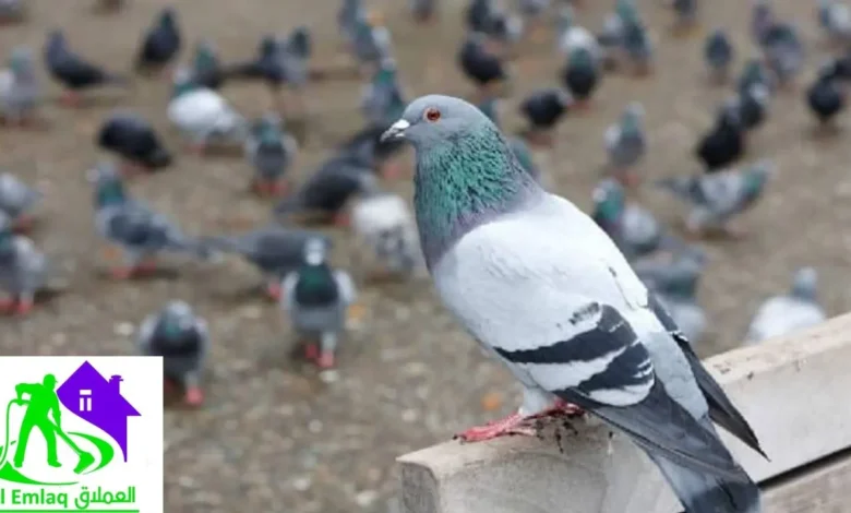 مكافحة الحمام في دبي