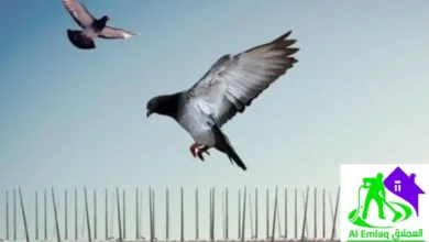 شركة مكافحة الحمام في ام القيوين