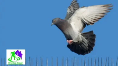 افضل شركة مكافحة الحمام في الفجيرة