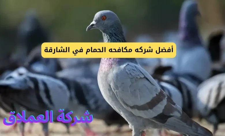 أفضل شركه مكافحه الحمام في الشارقة
