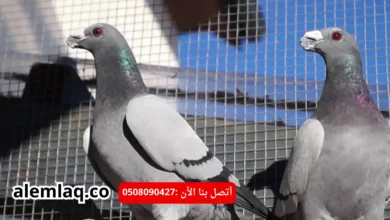 افضل شركة مكافحة الحمام في ابو ظبي