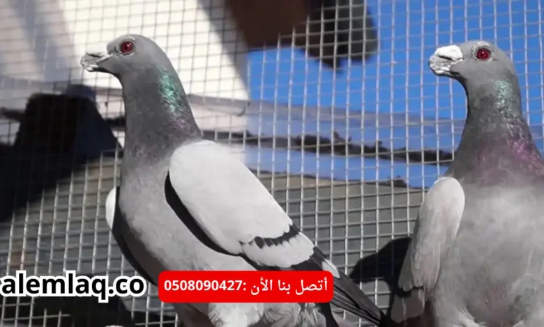 افضل شركة مكافحة الحمام في ابو ظبي