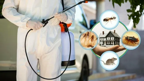 شركة مكافحة الصراصير في ام القيوين