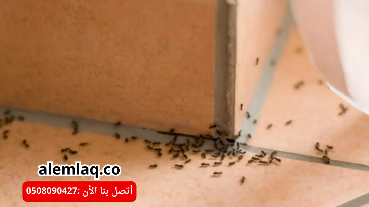 أفضل شركة مكافحة النمل الأسود في العين