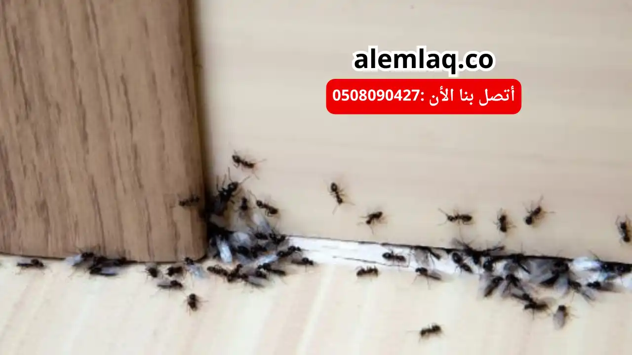 أفضل شركة مكافحة النمل الأسود في العين