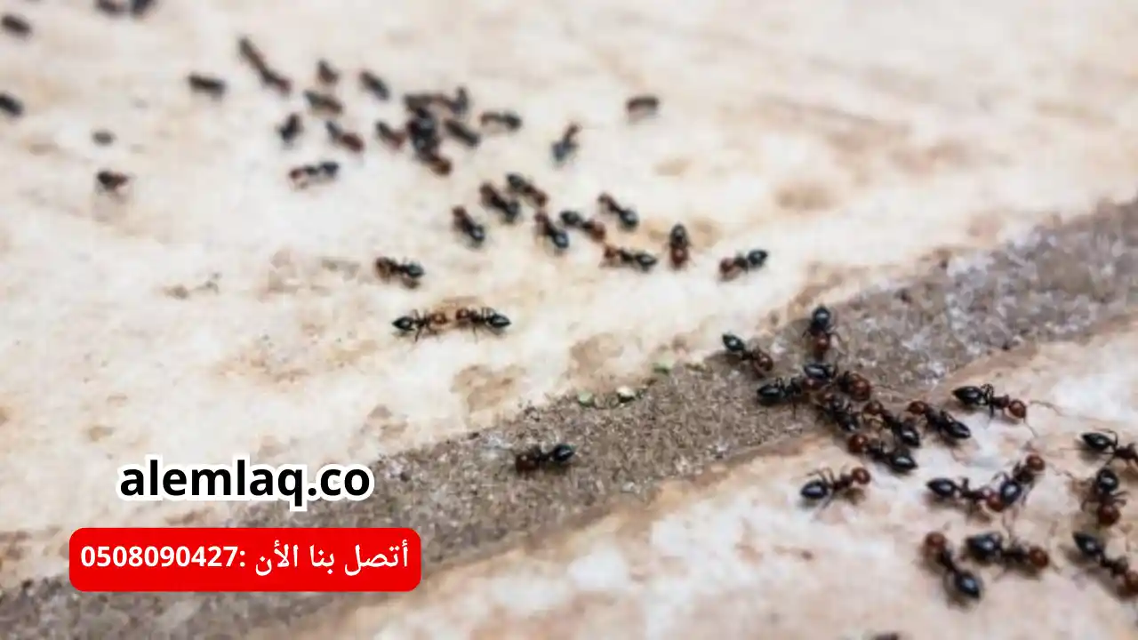 أفضل شركة مكافحة النمل الأسود في العين
