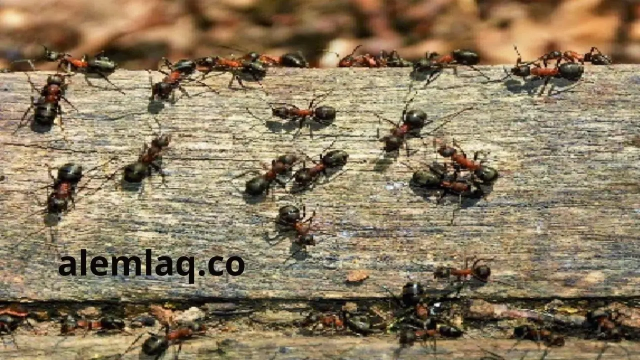 شركة مكافحة النمل الأسود في راس الخيمة