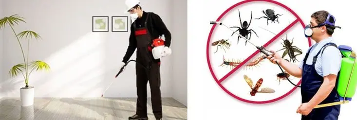 خصائص شركة العملاق لمكافحة الحشرات والرمة في رأس الخيمة.