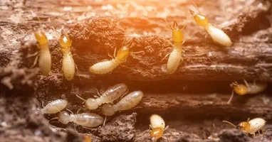 نصائح وقائية من خبراء مكافحة الرمة راس الخيمة