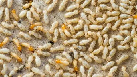 شركة مكافحة الرمة في الجزيرة الحمراء