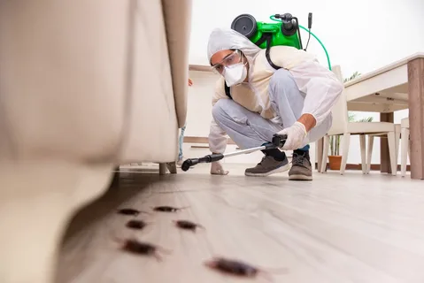 شركة مكافحة النمل الأسود في العين