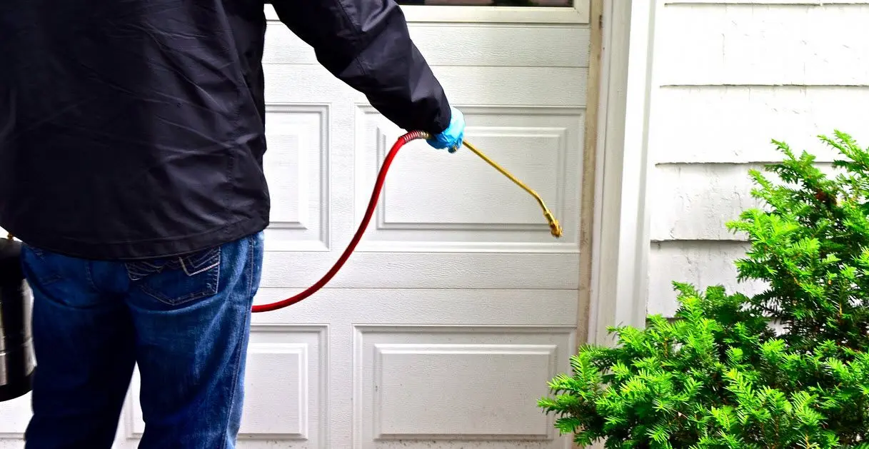 شركة مكافحة النمل الأسود في العين تقدم حلولاً سريعة وآمنة