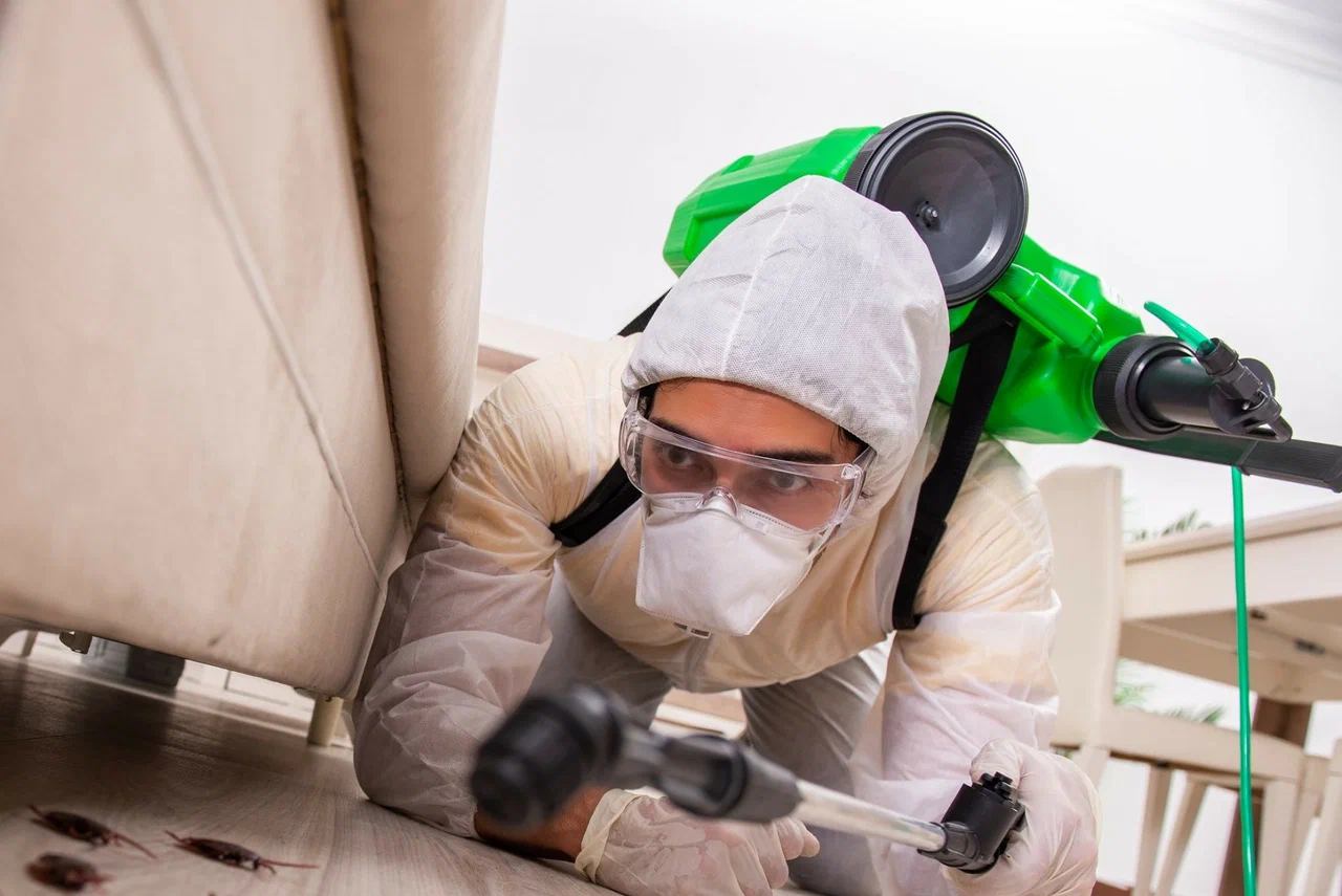 فوائد التعاقد مع شركة لمكافحة النمل الأسود في مدينة العين