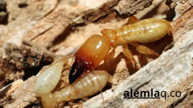 شركة مكافحة الرمة في الفجيرة