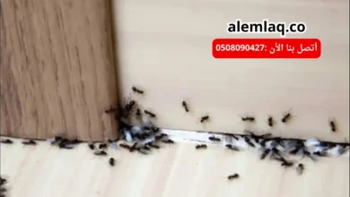 أفضل شركة مكافحة النمل الأسود في العين