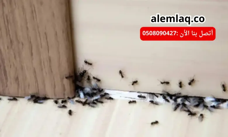 أفضل شركة مكافحة النمل الأسود في العين
