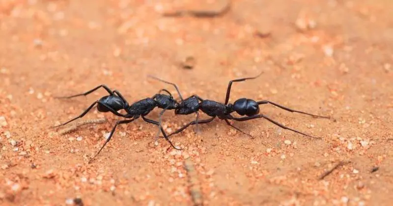 لماذا تُعتبر شركة مكافحة النمل في عجمان الأفضل؟