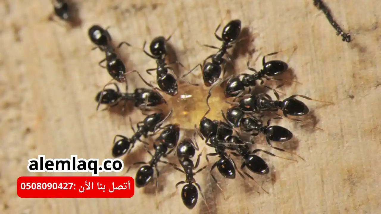 شركة مكافحة النمل الأسود في العين