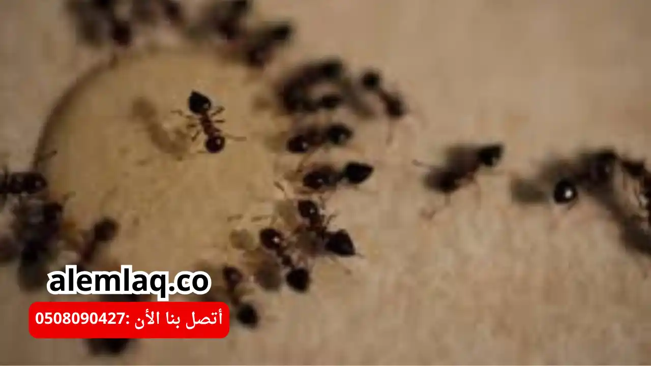 شركة مكافحة النمل الأسود في العين