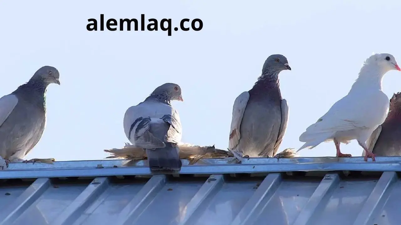 افضل شركة مكافحة الحمام في رأس الخيمة