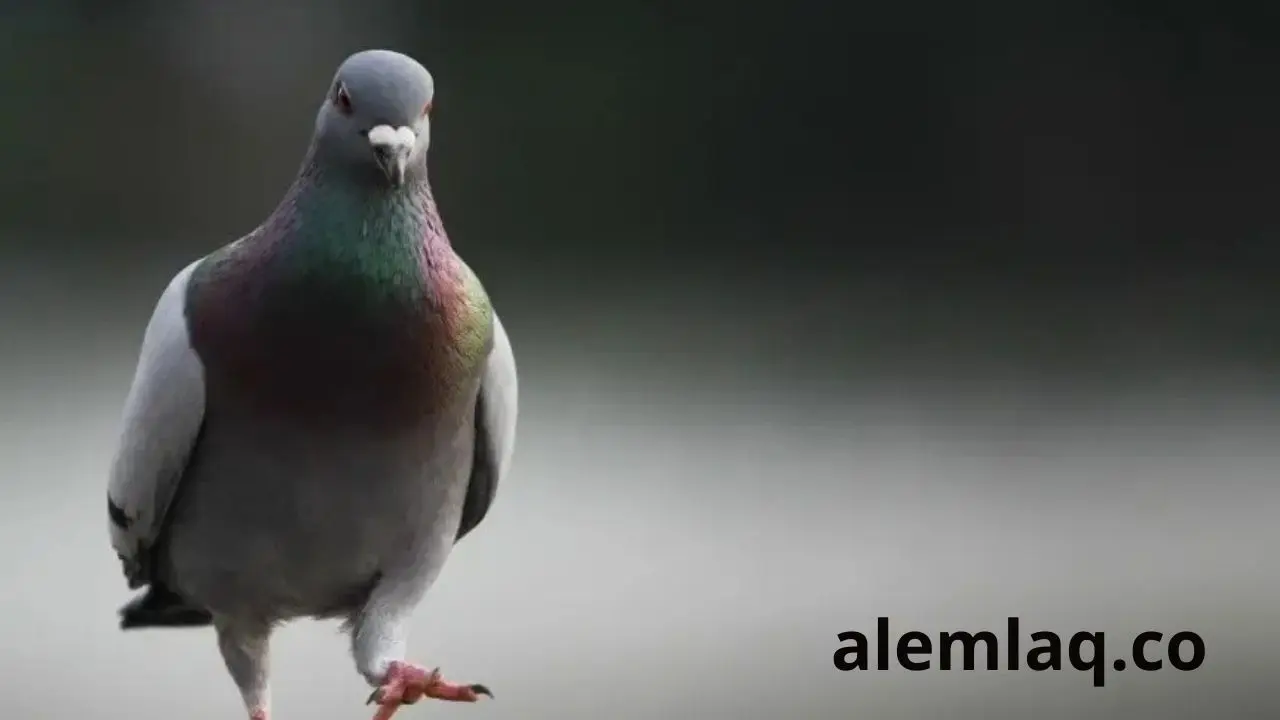 شركة مكافحة الطيور في الفجيرة