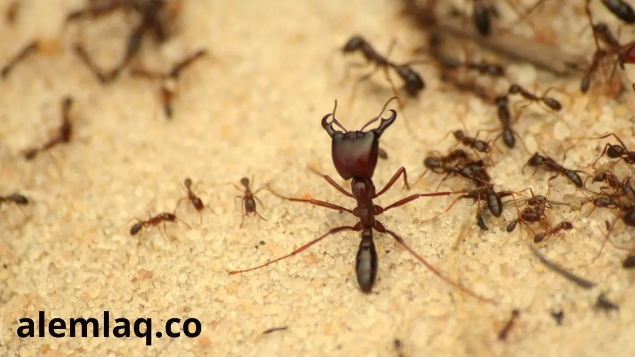 شركة مكافحة النمل الأسود في الفجيرة