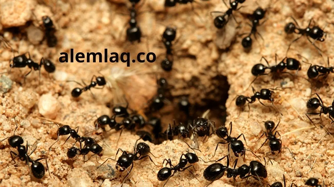 شركة مكافحة النمل الاسود دبي