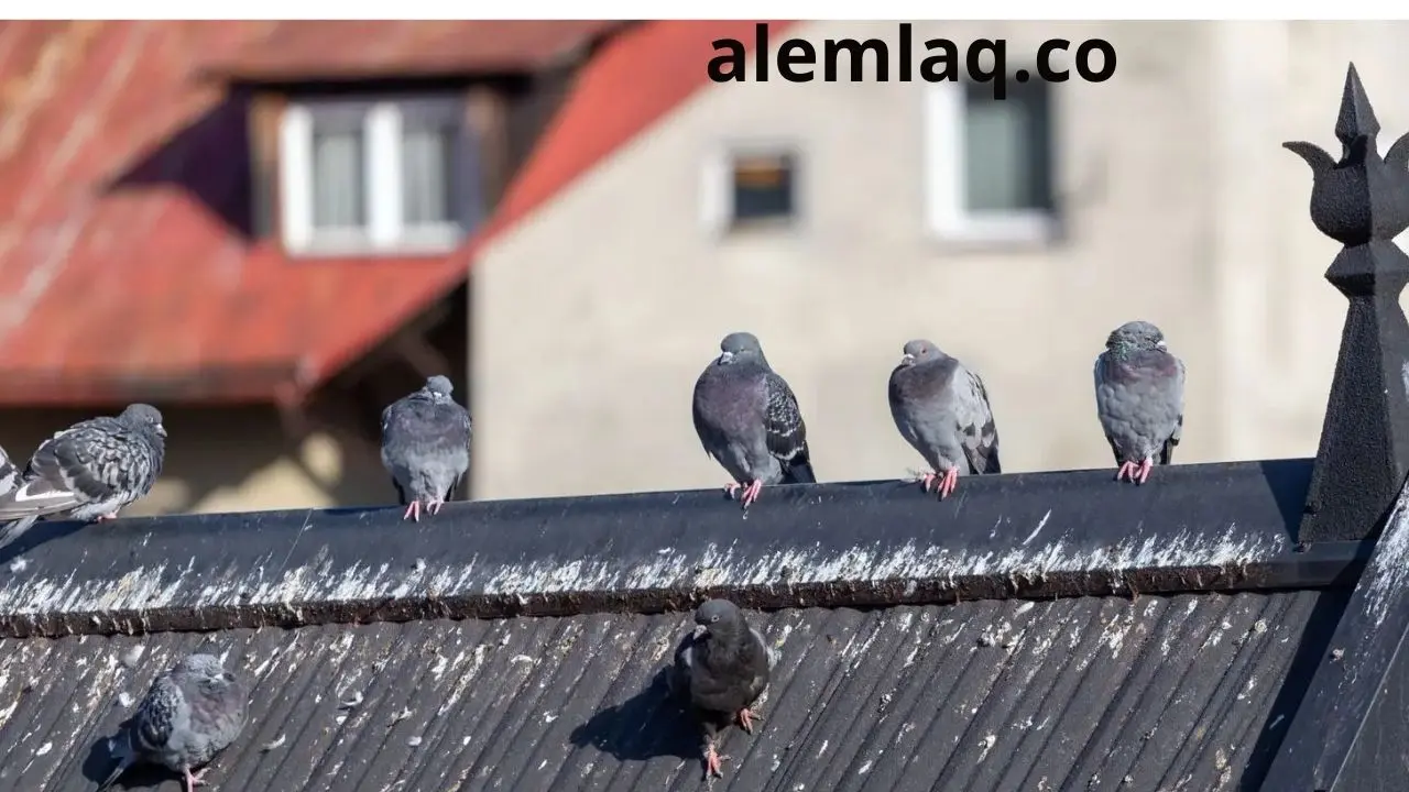 تركيب طارد الحمام في رأس الخيمة