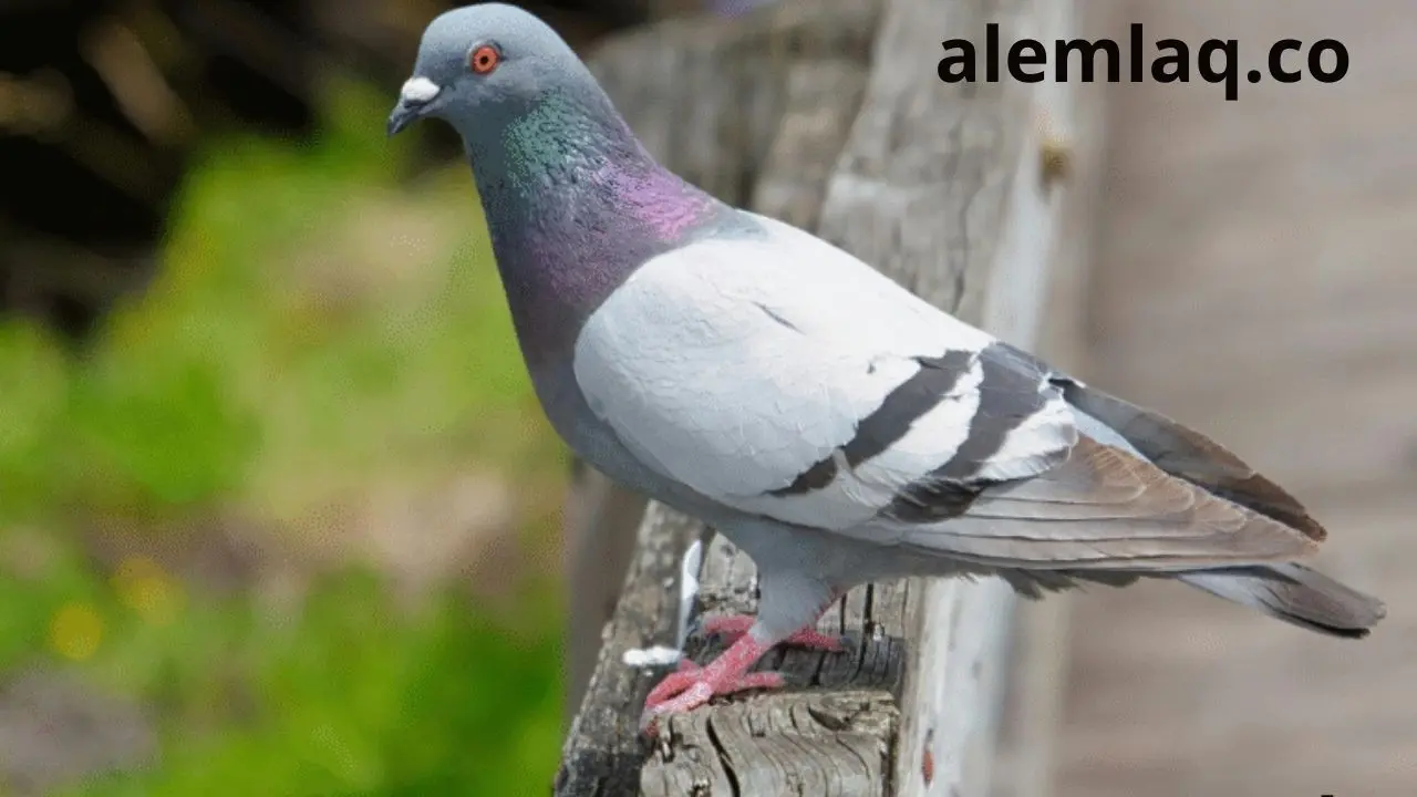 مكافحة الحمام في رأس الخيمة