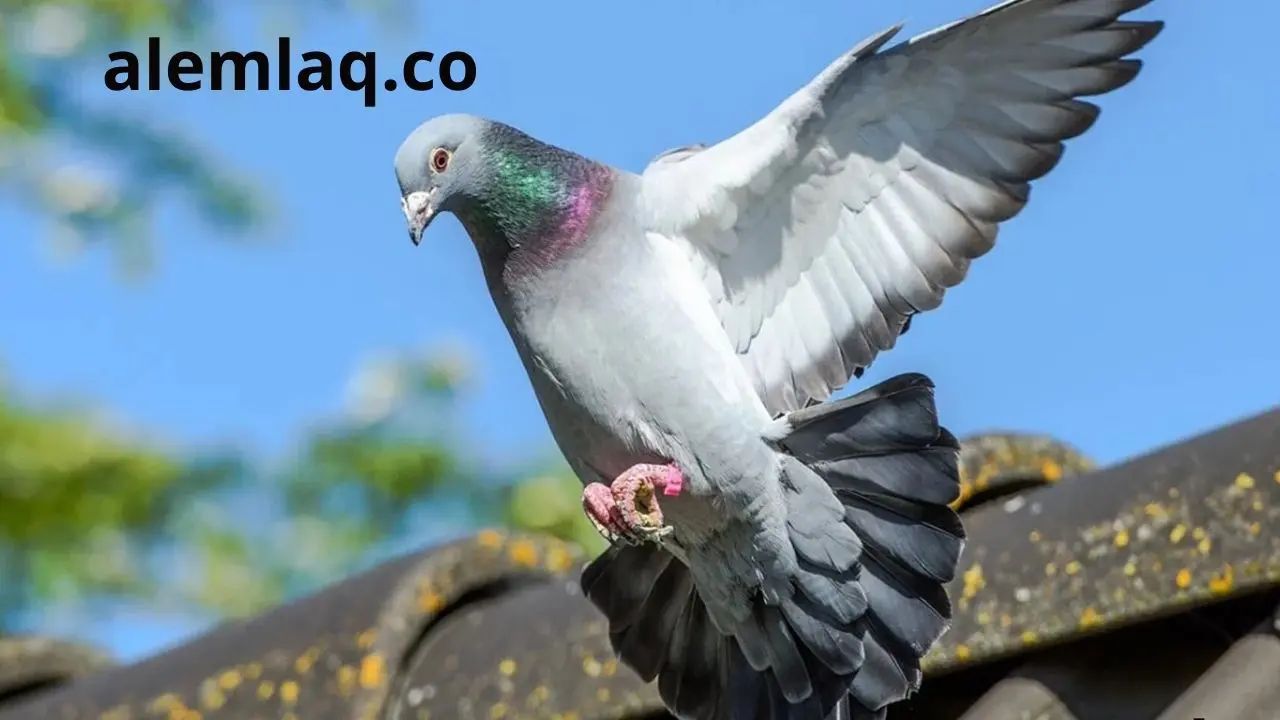  ارخص شركة مكافحة الطيور في رأس الخيمة