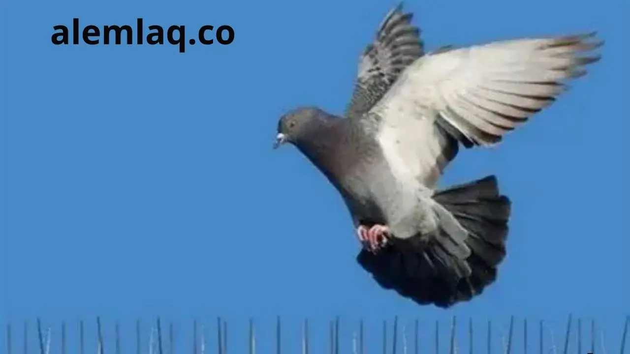 مكافحة الطيور في رأس الخيمة