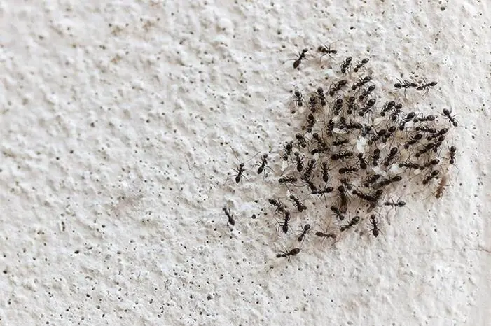 خصائص خدمات شركة مكافحة النمل الأسود في العين