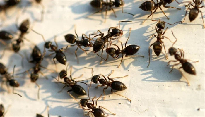 مكافحة النمل الأسود في دبي