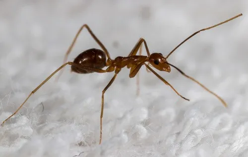 شركة مكافحة النمل الاسود دبي