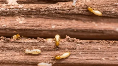 مكافحة الرمة في دبي