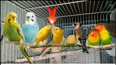 مكافحة الطيور في الفجيرة