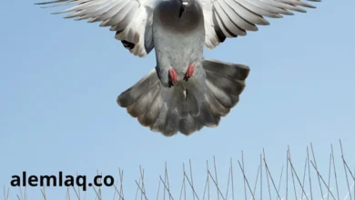 مكافحة الطيور في الفجيرة