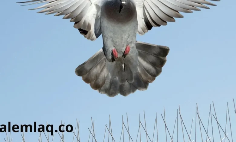 مكافحة الطيور في الفجيرة