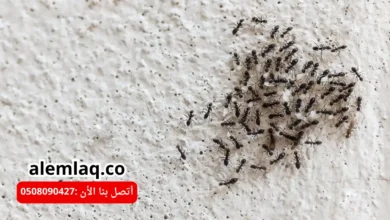 شركة مكافحة النمل الأسود في العين
