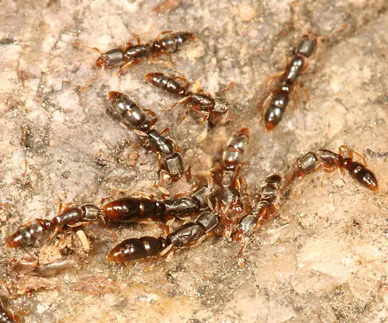 افضل شركة العملاق في دبي و الشارقة