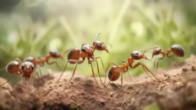 مكافحة النمل الأسود في العين