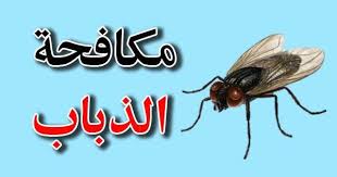 طرق مكافحة الذباب في عجمان