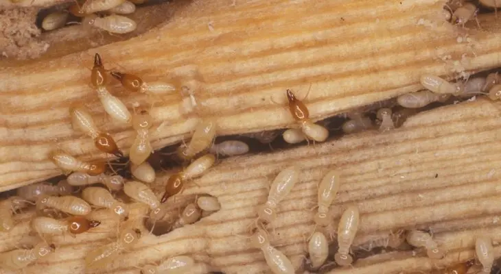 أرخص شركة مكافحة النمل في الشارقة