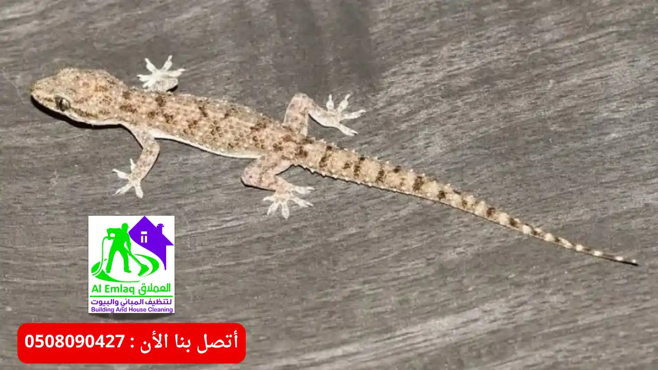شركة مكافحة البرص في ابوظبي