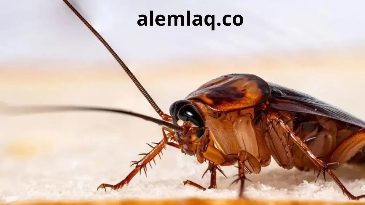 عروض شركة مكافحة صراصير في الفجيرة